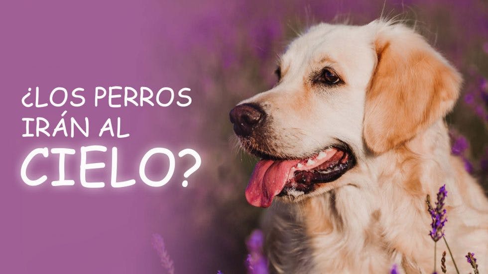 ¿Los Perros Irán al Cielo?